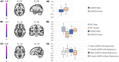 Sex-related differences in adult attention-deficit hyperactivity disorder patients – An analysis of external globus pallidus functional connectivity in resting-state functional MRI